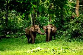 Tholpetti Wildlife Sanctuary Wayanad